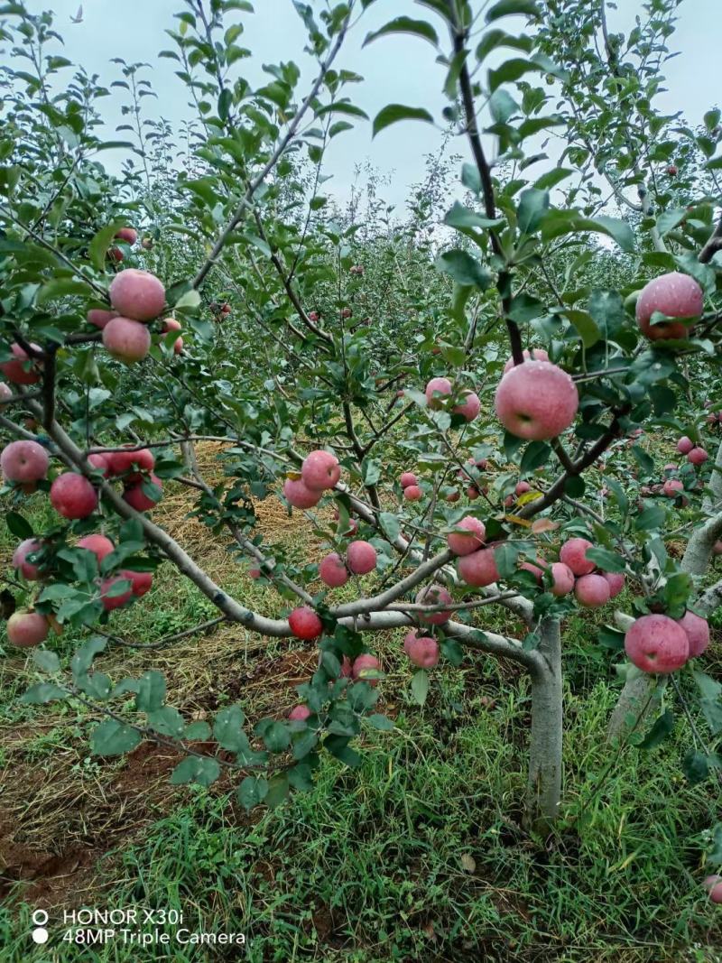 大凉山糖心苹果
