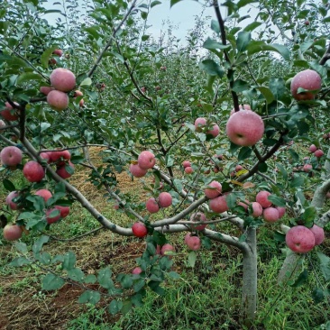 大凉山糖心苹果