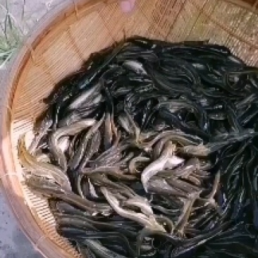 【推荐】南方大口鲶鱼苗，基地孵化渔场发货，包成活包技术。