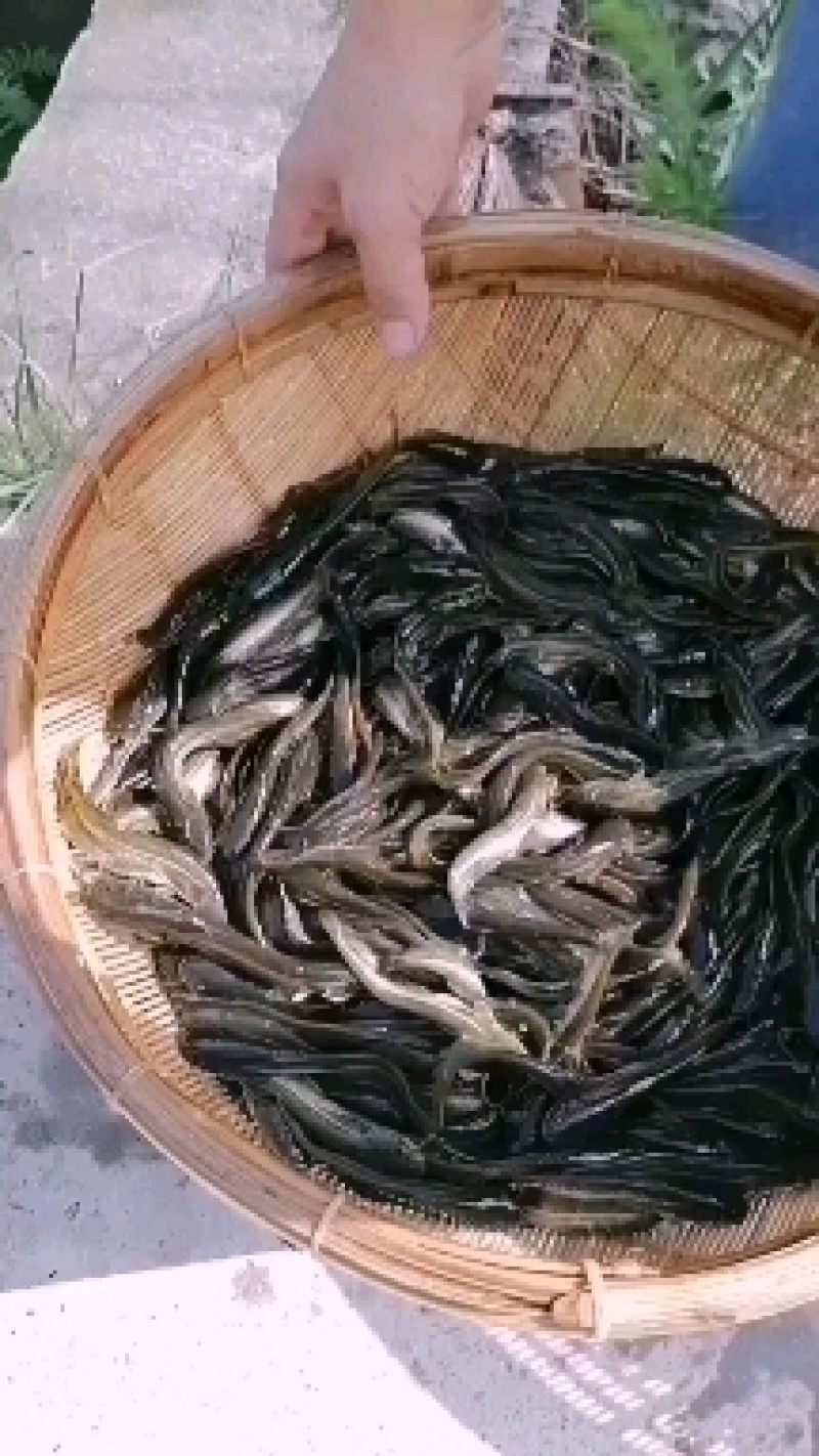 【推荐】南方大口鲶鱼苗，基地孵化渔场发货，包成活包技术。