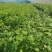 F6蓝莓苗-F6蓝莓苗价格-F6蓝莓品种介绍