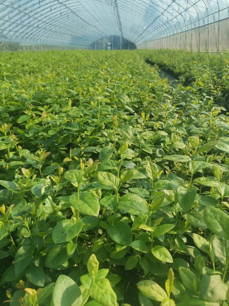 F6蓝莓苗-F6蓝莓苗价格-F6蓝莓品种介绍