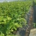 F6蓝莓苗-F6蓝莓苗价格-F6蓝莓品种介绍