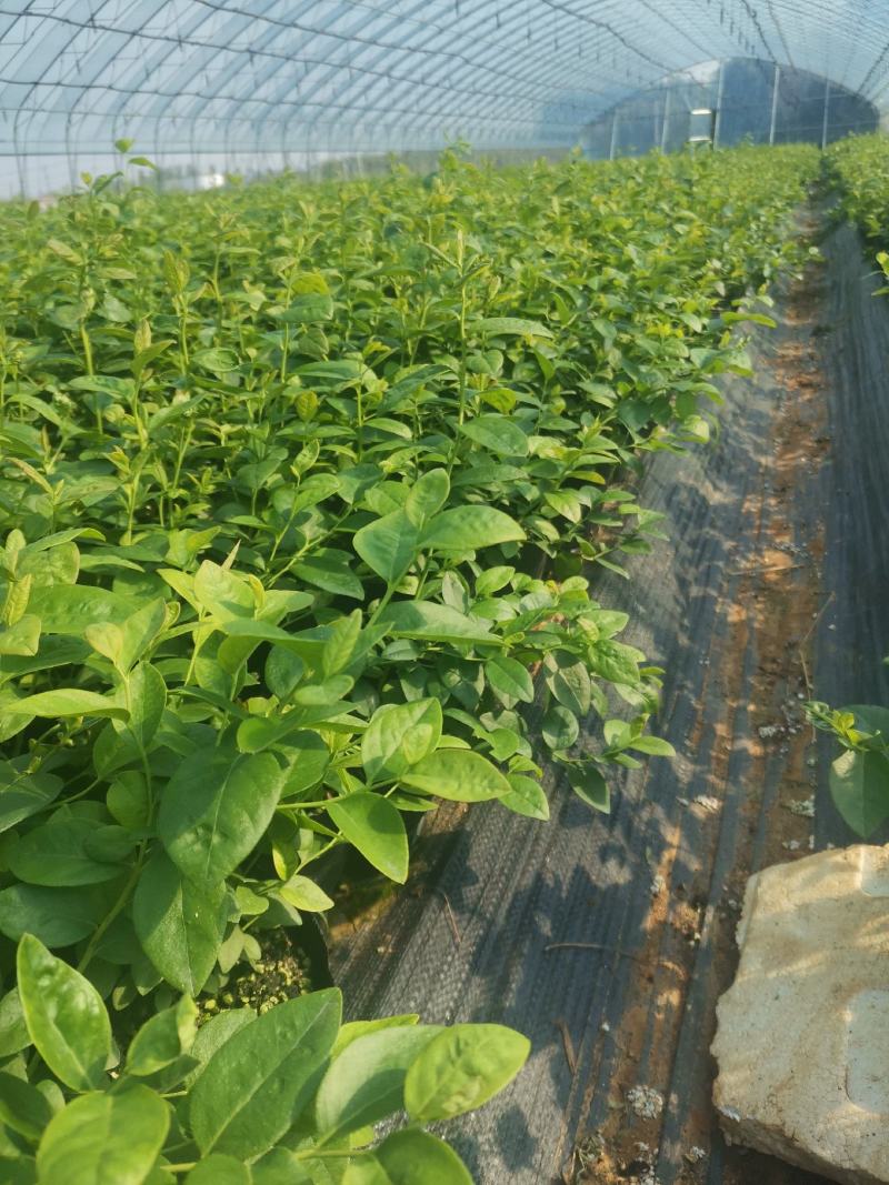 F6蓝莓苗-F6蓝莓苗价格-F6蓝莓品种介绍