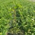 F6蓝莓苗-F6蓝莓苗价格-F6蓝莓品种介绍