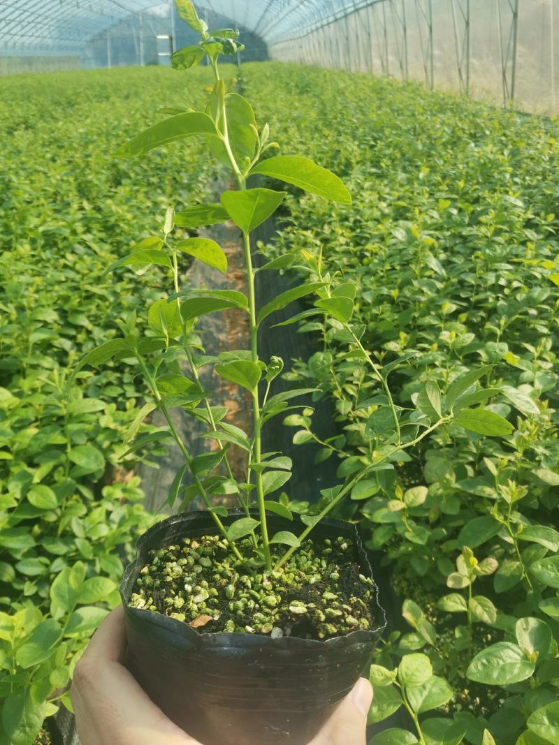 F6蓝莓苗-F6蓝莓苗价格-F6蓝莓品种介绍