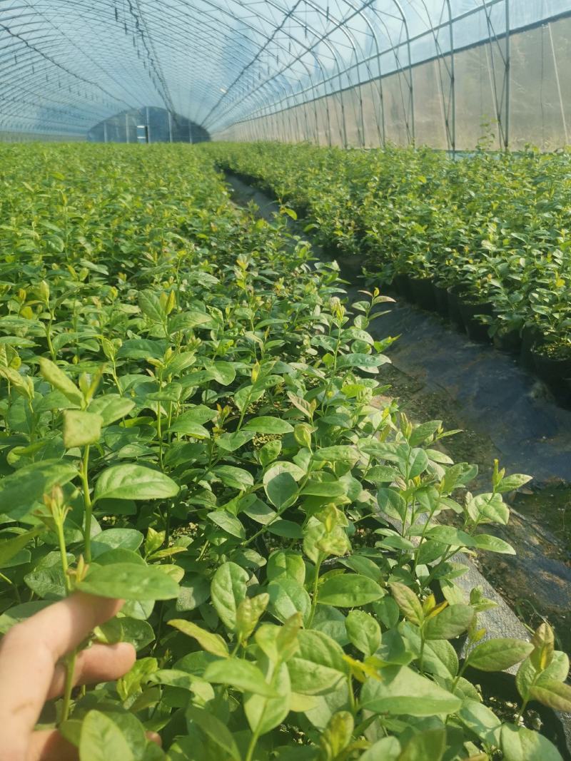 F6蓝莓苗-F6蓝莓苗价格-F6蓝莓品种介绍