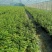 F6蓝莓苗-F6蓝莓苗价格-F6蓝莓品种介绍