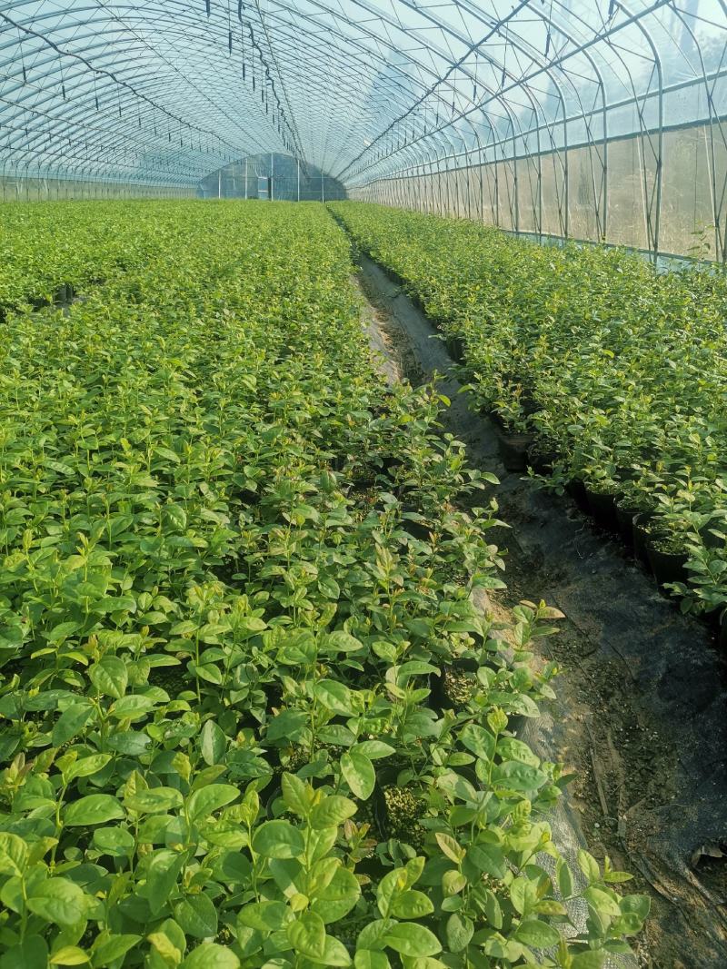 F6蓝莓苗-F6蓝莓苗价格-F6蓝莓品种介绍