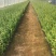 F6蓝莓苗-F6蓝莓苗价格-F6蓝莓品种介绍