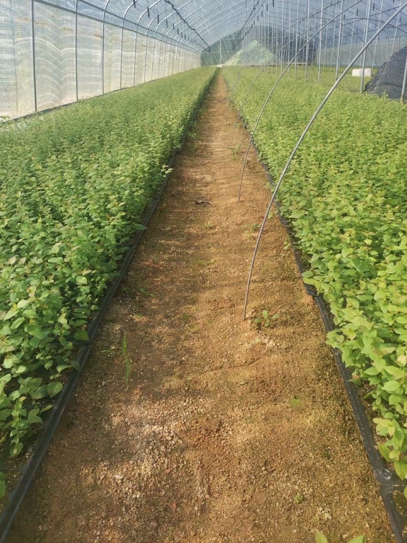 F6蓝莓苗-F6蓝莓苗价格-F6蓝莓品种介绍