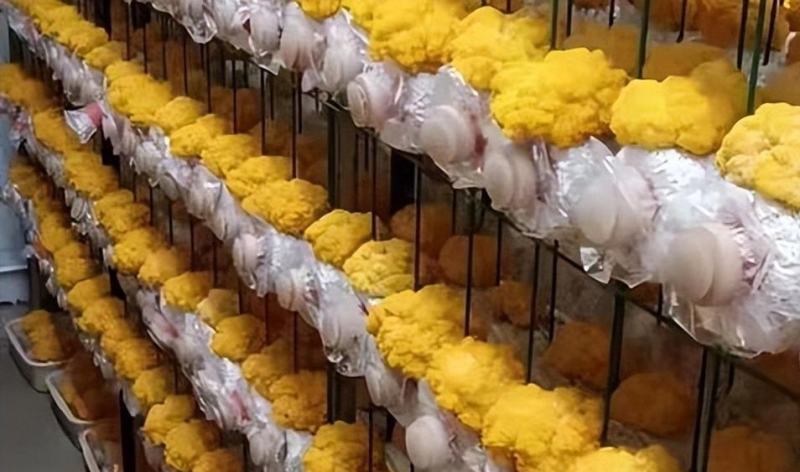 菌金耳菌食用菌种植南方北方都适合包技术包回收