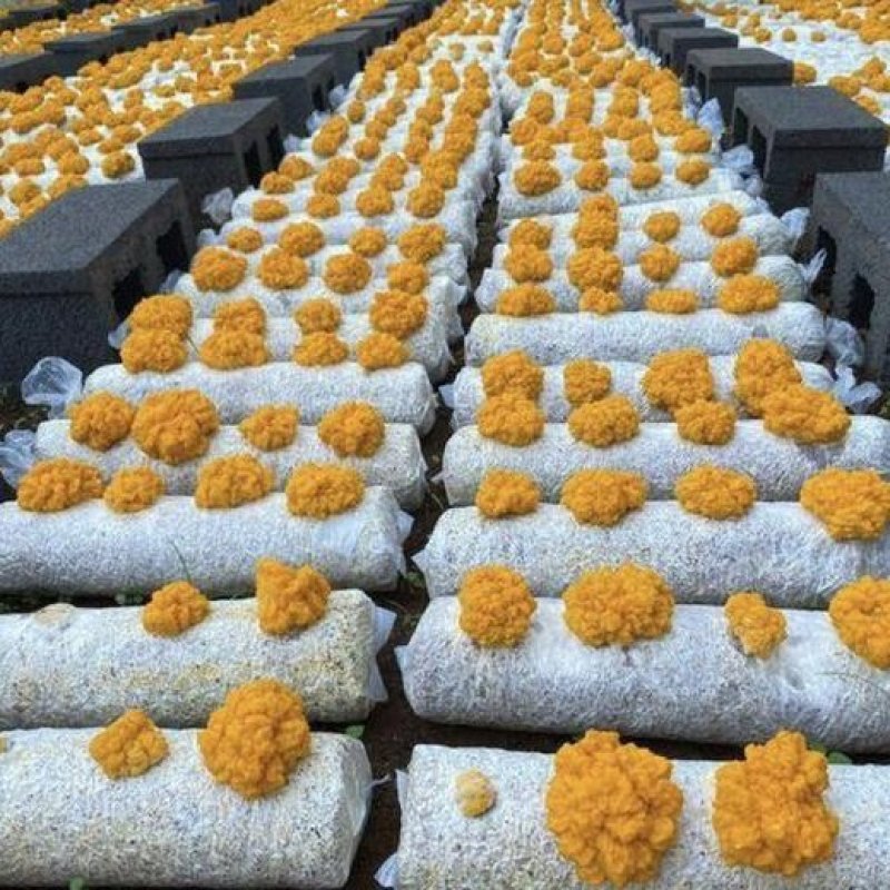 菌金耳菌食用菌种植南方北方都适合包技术包回收