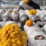 菌金耳菌食用菌种植南方北方都适合包技术包回收
