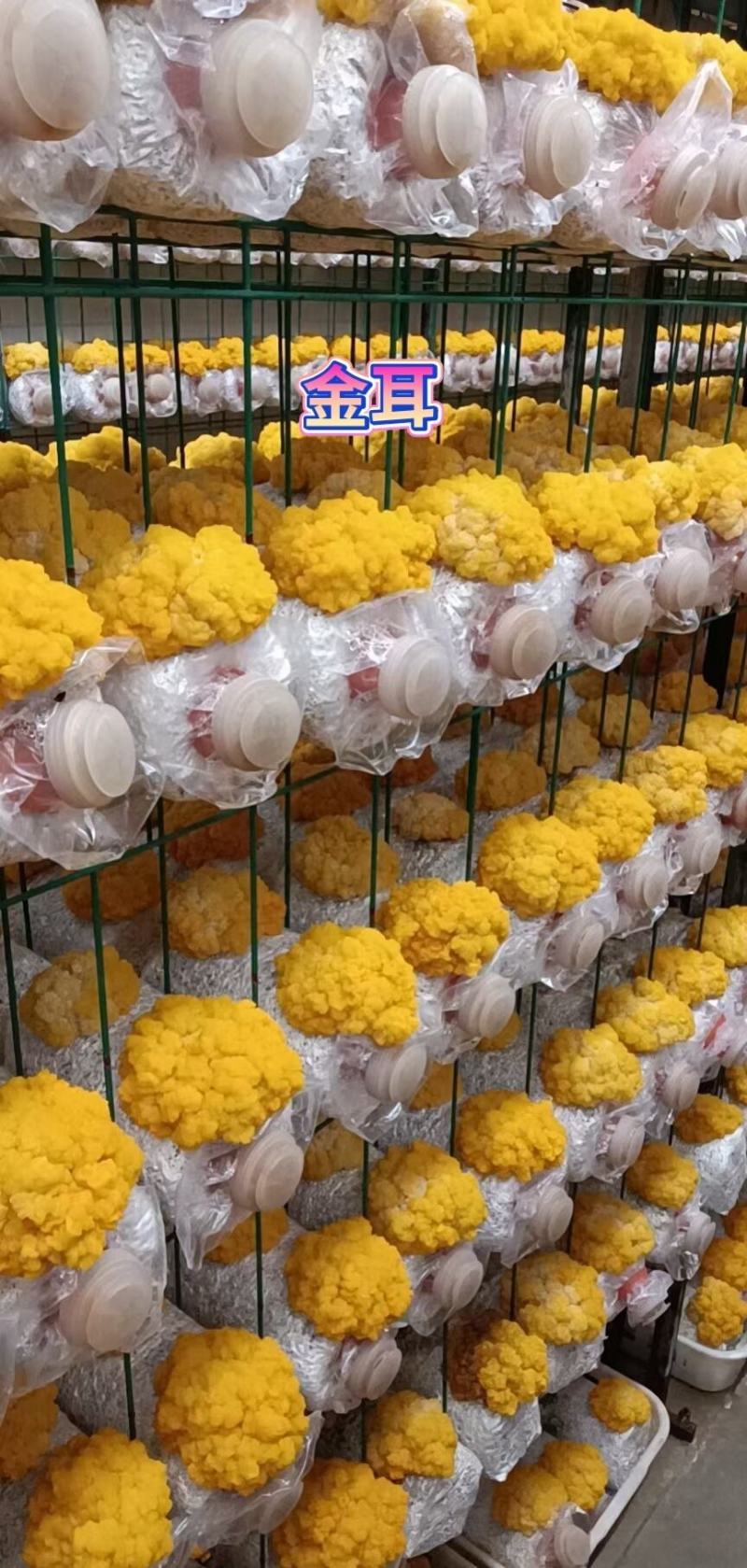 菌金耳菌食用菌种植南方北方都适合包技术包回收