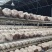 菌金耳菌食用菌种植南方北方都适合包技术包回收