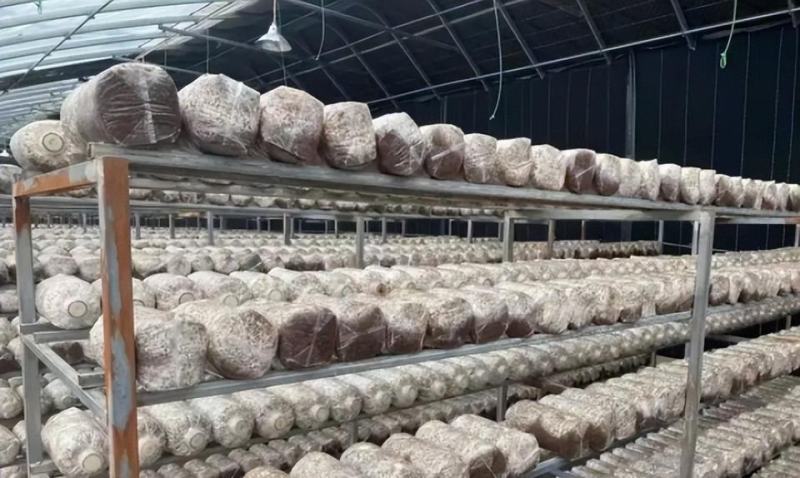 菌金耳菌食用菌种植南方北方都适合包技术包回收