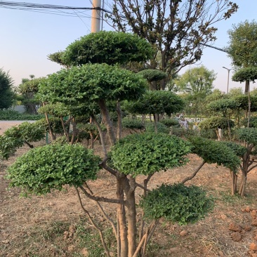 苗圃直供精品造型小叶女贞