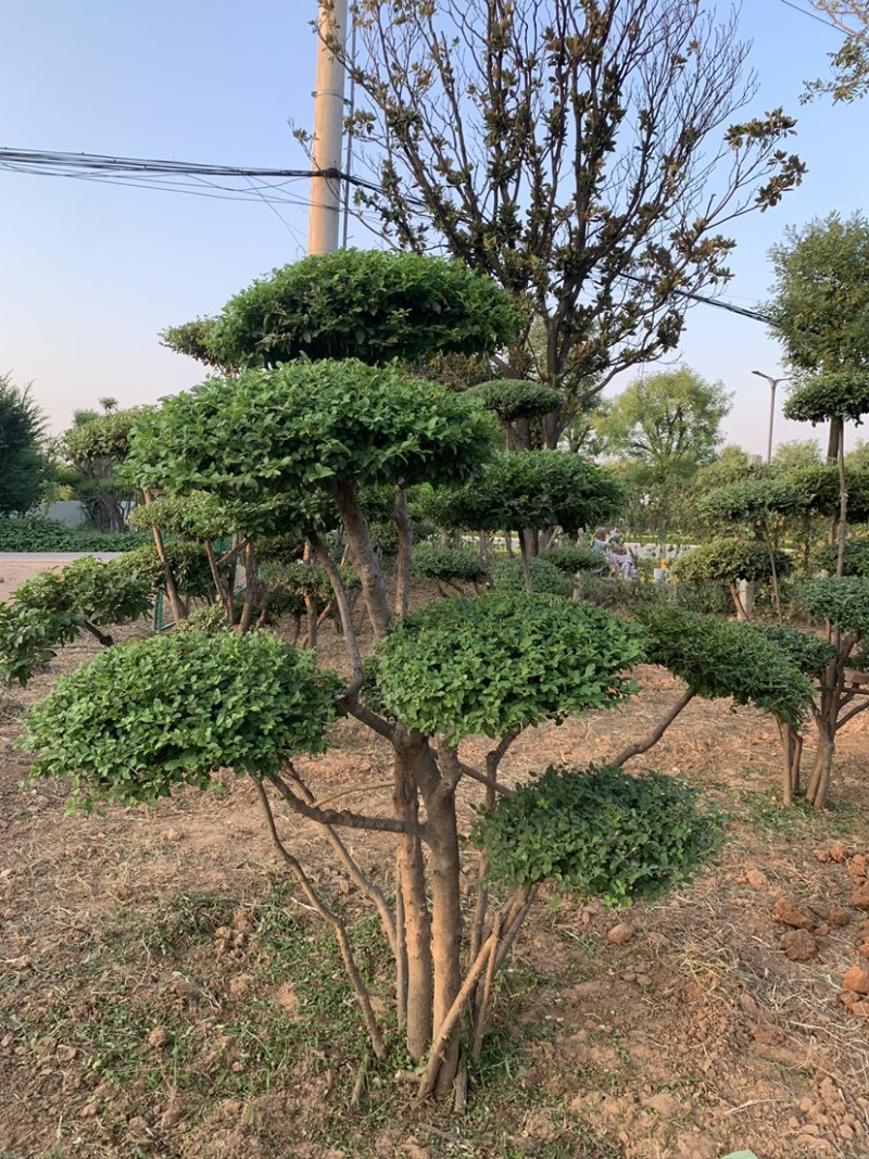 苗圃直供精品造型小叶女贞