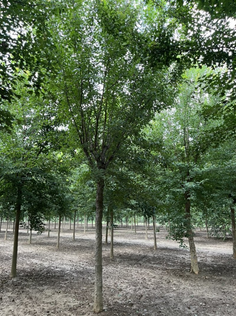 三角枫……7-15公分有货，有需要老板联系，