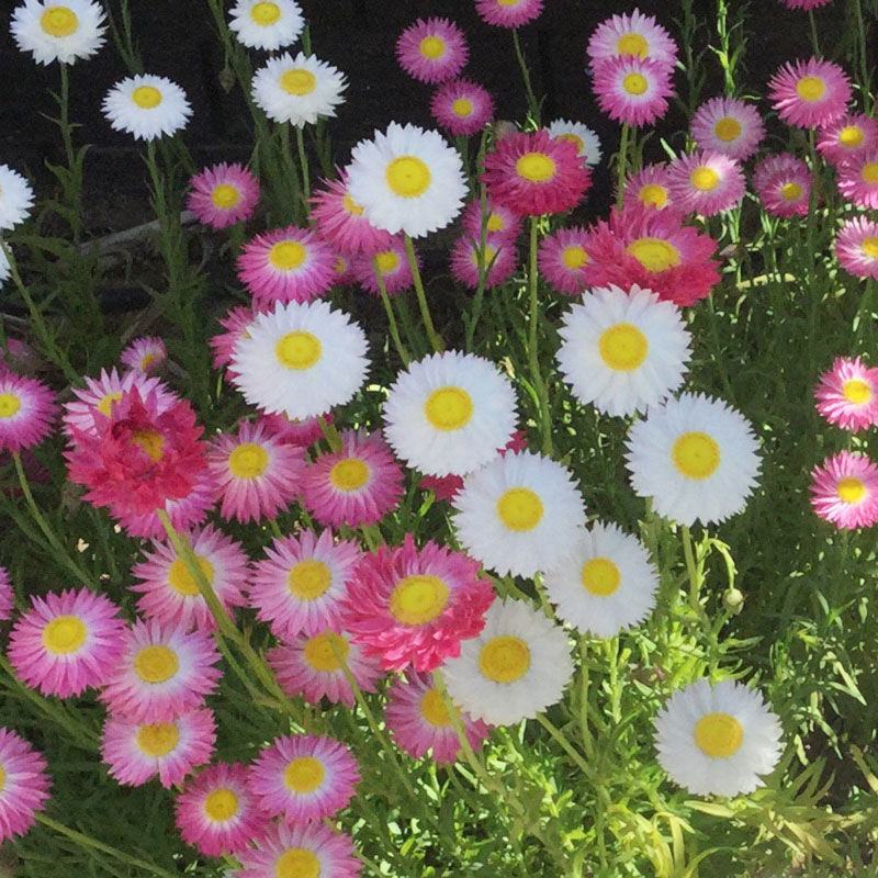 永生菊种子松叶菊种子四季易种花卉种子园林绿化工程花草种