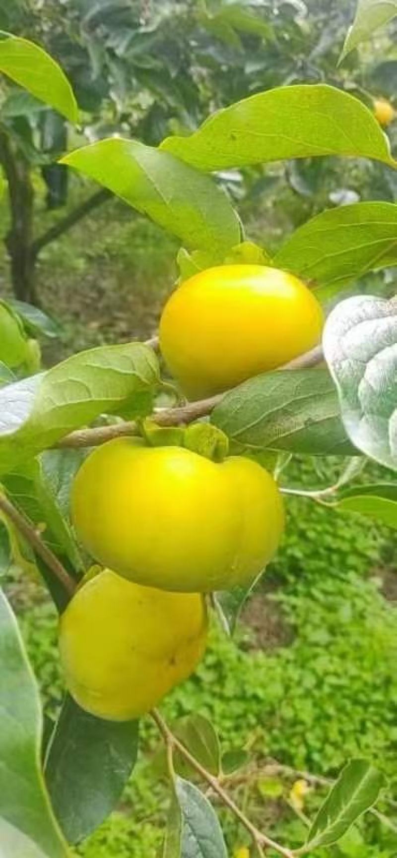 脆柿现货