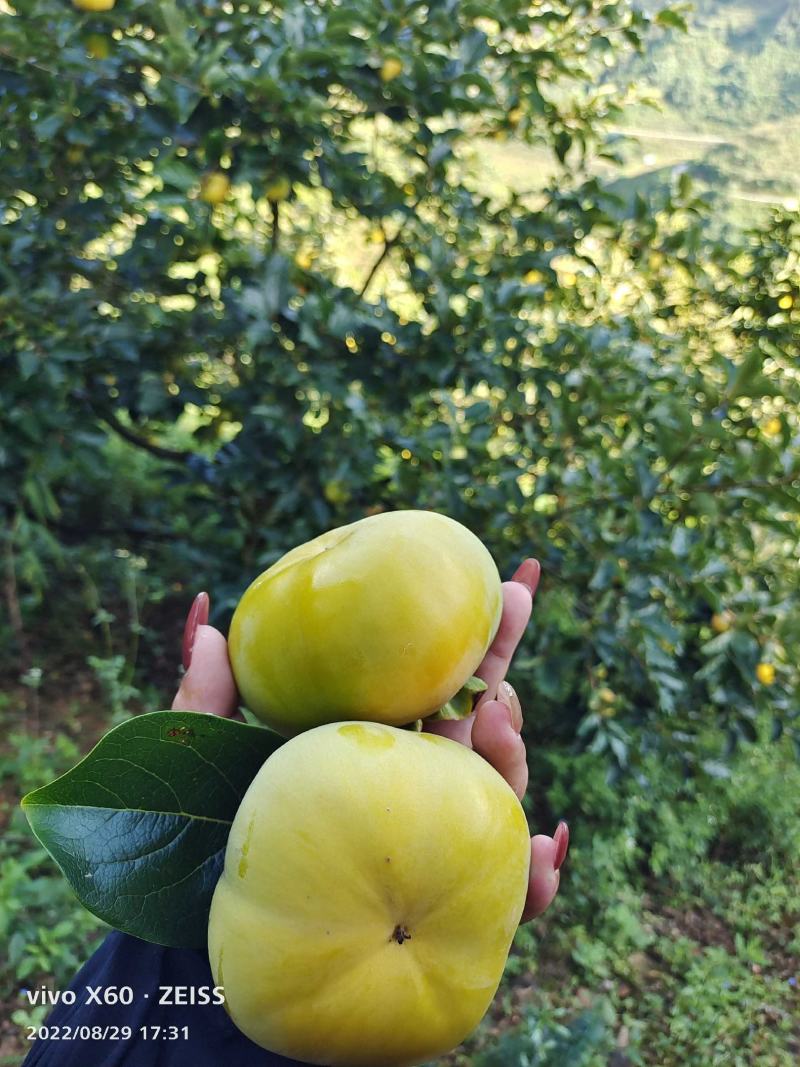 脆柿现货
