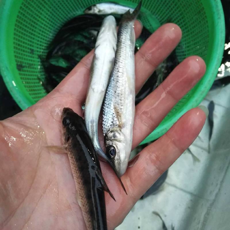 广草鱼苗抗病毒货源充足，基地孵化渔场发货，提供技术。