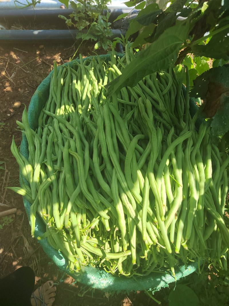云南大理宾川无筋豆上市了。量会越来越大。