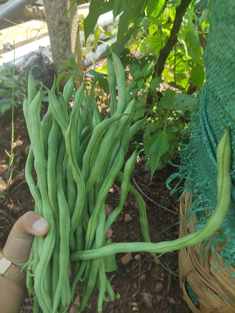 云南大理宾川无筋豆上市了。量会越来越大。