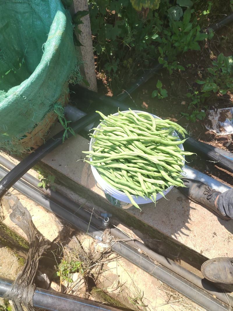 云南大理宾川无筋豆上市了。量会越来越大。