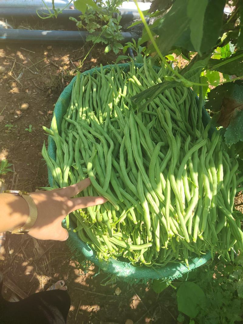 云南大理宾川无筋豆上市了。量会越来越大。