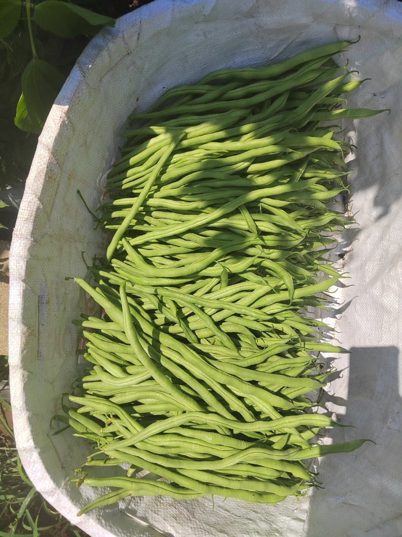 云南大理宾川无筋豆上市了。量会越来越大。