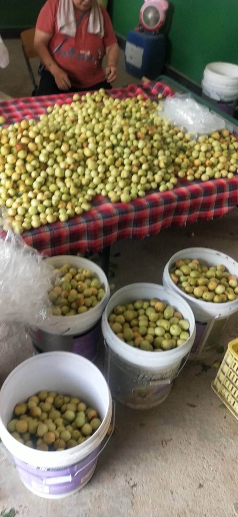 冬枣皮薄脆保证质量货源充足诚信经营长期