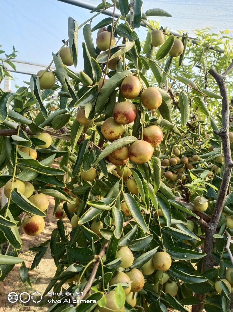 大荔冬枣、