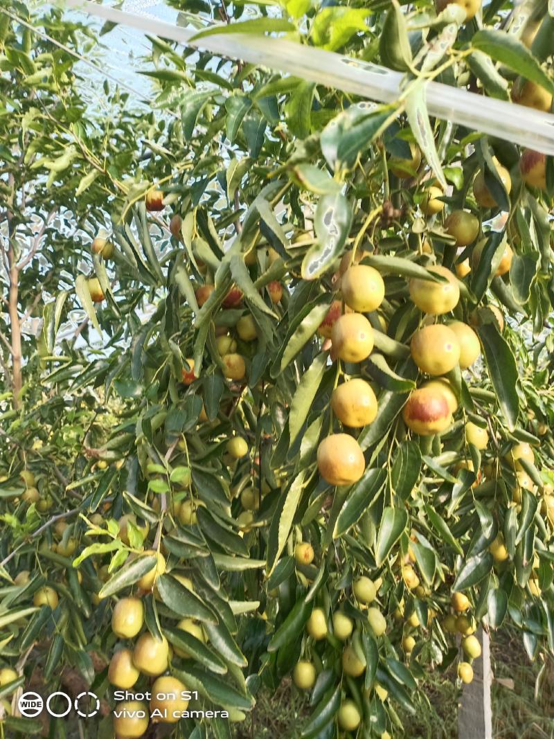 大荔冬枣、