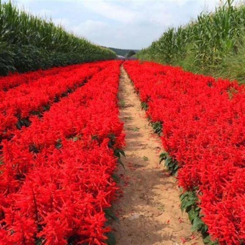 一串红种子四季花种籽花卉种孑庭院阳台花籽矮生花草四季开花