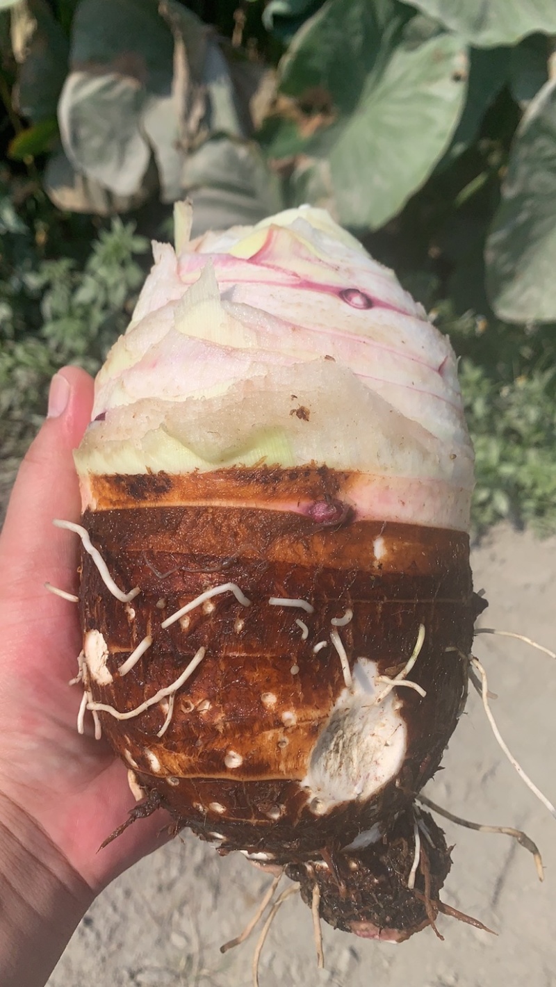 广西荔浦香芋地头货招全国实力芋头批发商量大价优