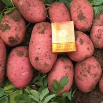 红皮土豆沙土地种植，价格便宜，二两通天三两通天均可