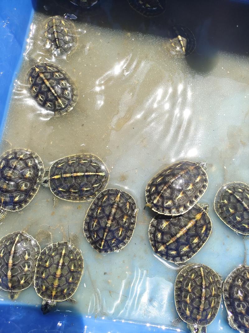 外塘珍珠龟网红活体小宠物龟台湾草花龟观赏龟长寿水龟招财龟