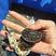 外塘珍珠龟网红活体小宠物龟台湾草花龟观赏龟长寿水龟招财龟