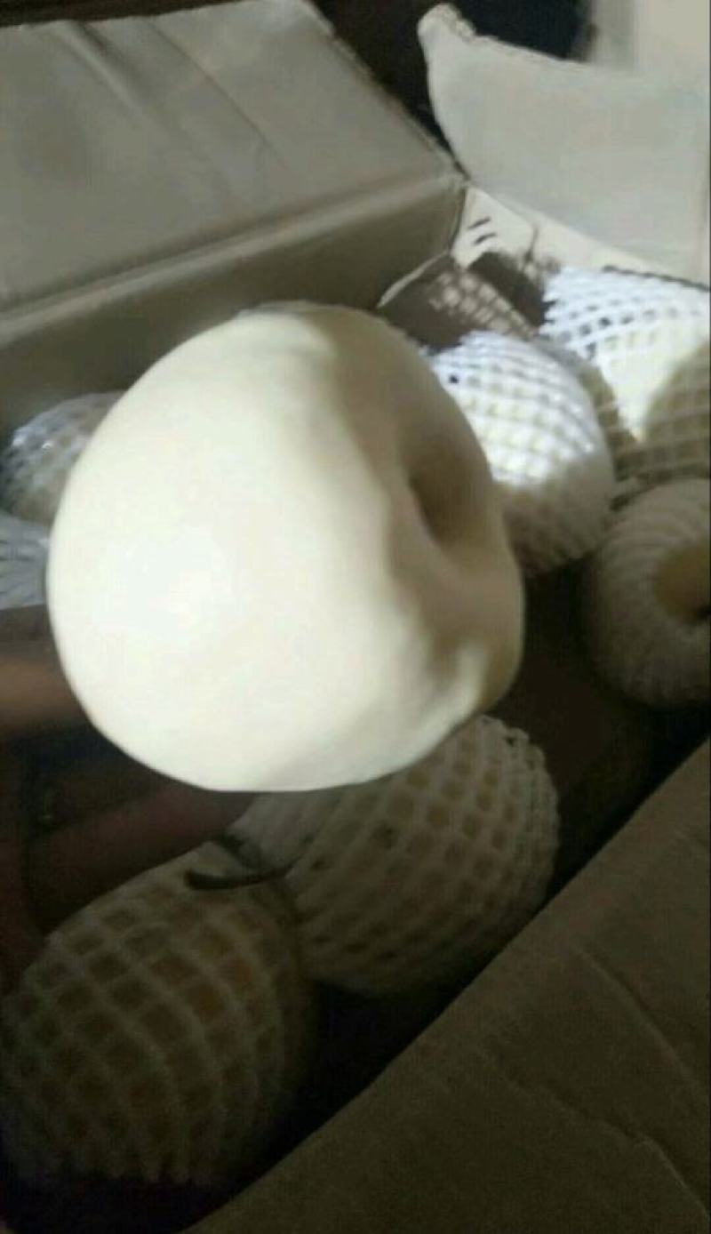 陕西万亩果园，陕西纸袋酥梨，产地直供，可视频看货