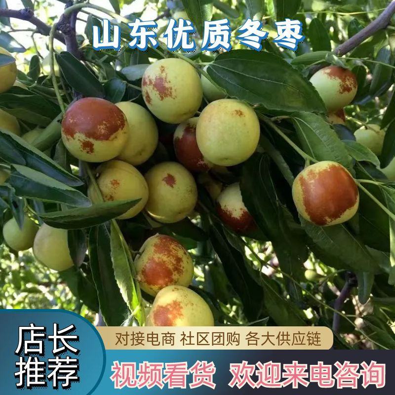 山西冬枣大量上市专业对接电商社区团购各大商超供应链采购商