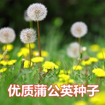 蒲公英花种子野菜婆婆丁种植药用种子四季播种年生种食用野