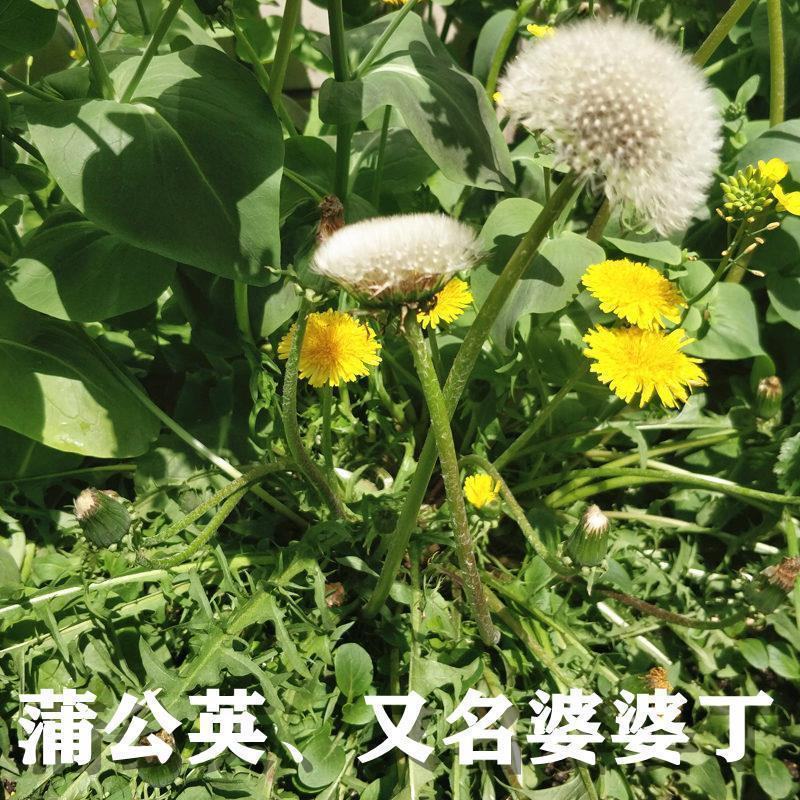蒲公英花种子野菜婆婆丁种植药用种子四季播种年生种食用野