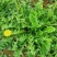 蒲公英花种子野菜婆婆丁种植药用种子四季播种年生种食用野