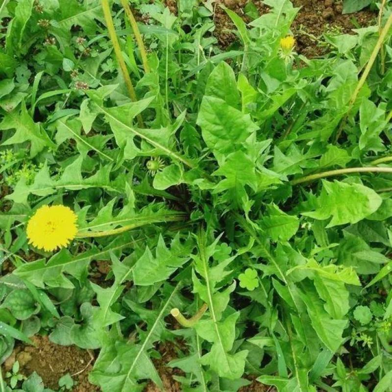 蒲公英花种子野菜婆婆丁种植药用种子四季播种年生种食用野
