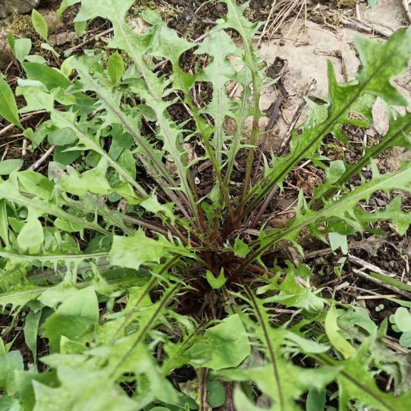 蒲公英花种子野菜婆婆丁种植药用种子四季播种年生种食用野