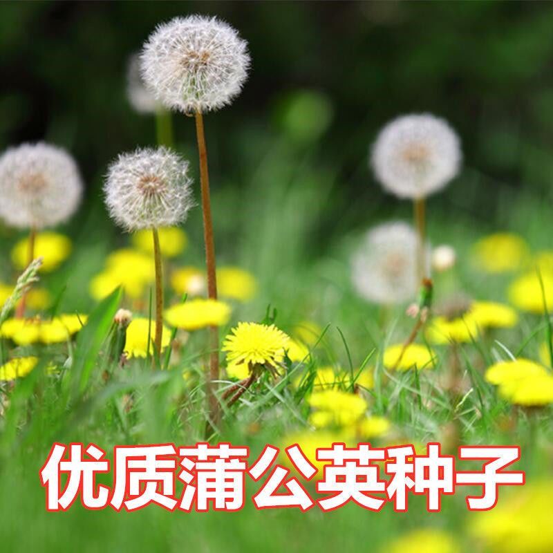 蒲公英花种子野菜婆婆丁种植药用种子四季播种年生种食用野