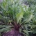 蒲公英花种子野菜婆婆丁种植药用种子四季播种年生种食用野